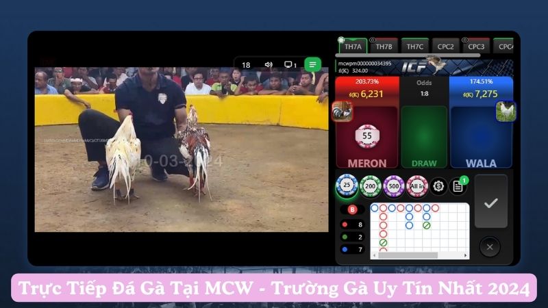 Khám phá trực tiếp đá gà tại MCW